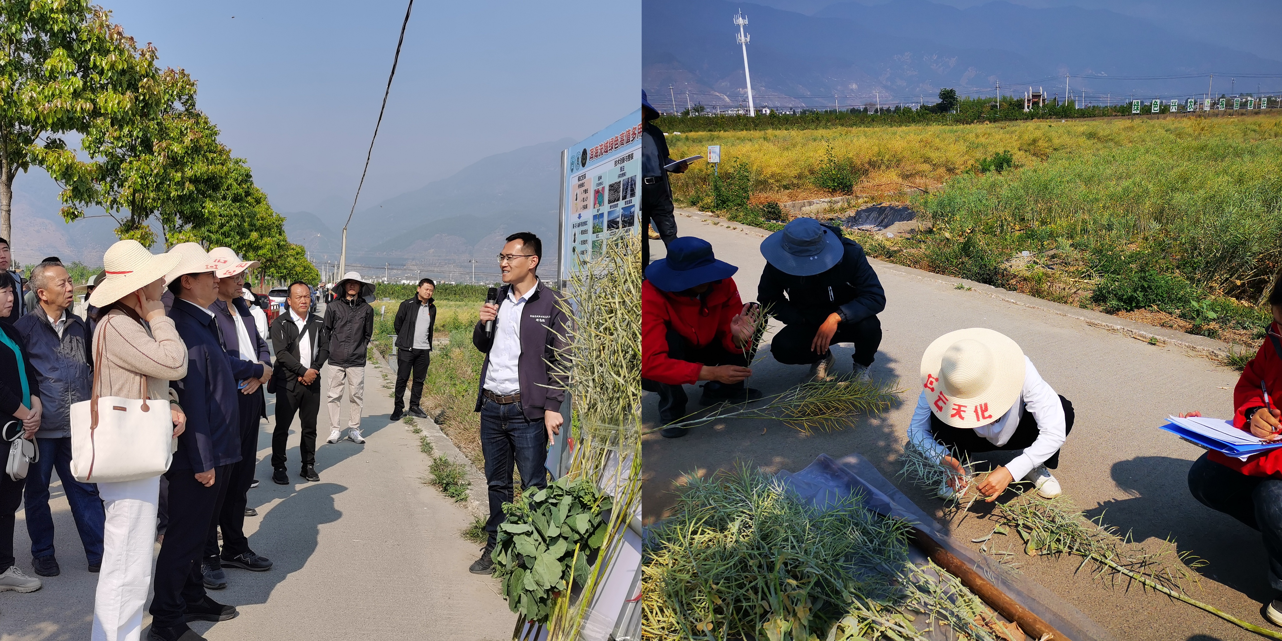 云天化—张福锁院士工作站新型油菜绿色智能肥试验示范观摩会成功举办